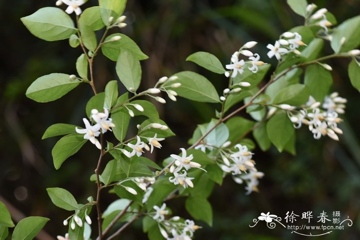 赛山梅Styrax confusus