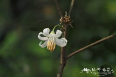 白花龙Styrax faberi