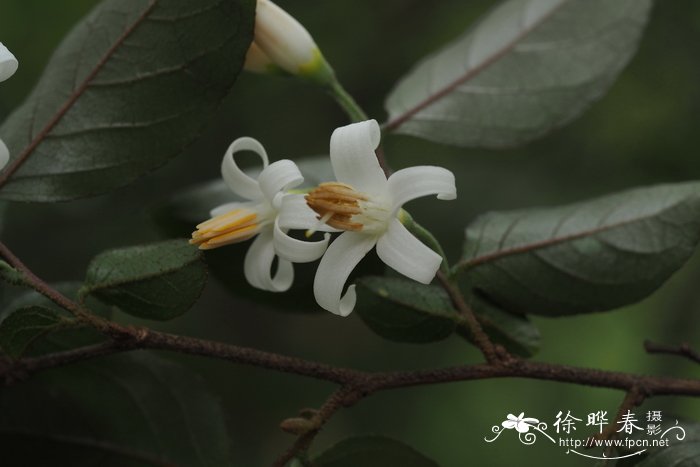 白花龙Styrax faberi
