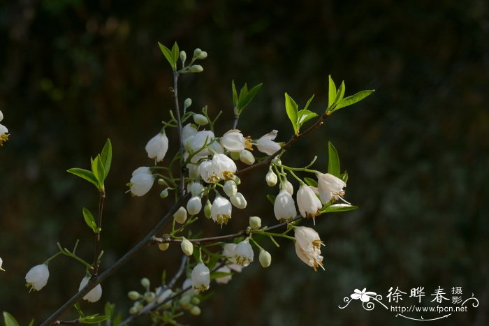 广东木瓜红Rehderodendron kwangtungense