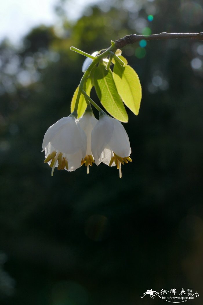 广东木瓜红Rehderodendron kwangtungense