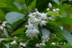 赤杨叶Alniphyllum fortunei