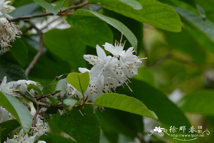 赤杨叶Alniphyllum fortunei