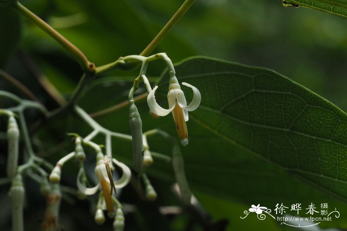 八角枫Alangium chinense