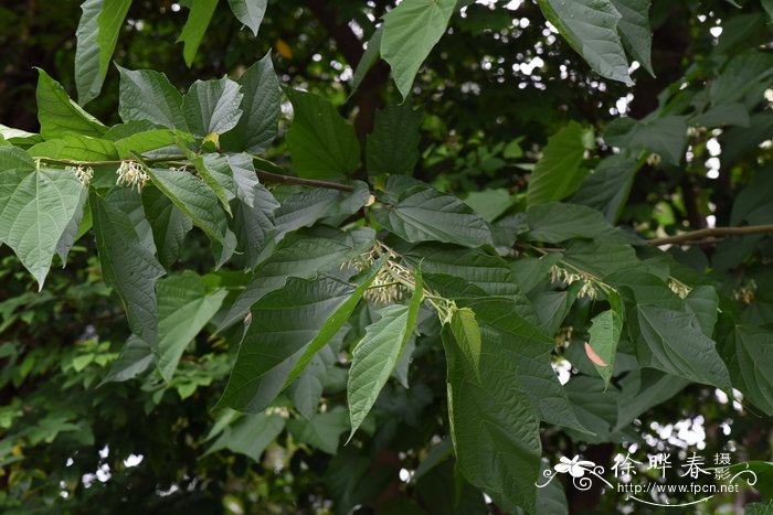 八角枫Alangium chinense