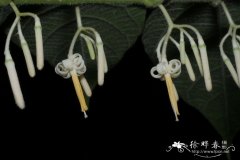 毛八角枫Alangium kurzii