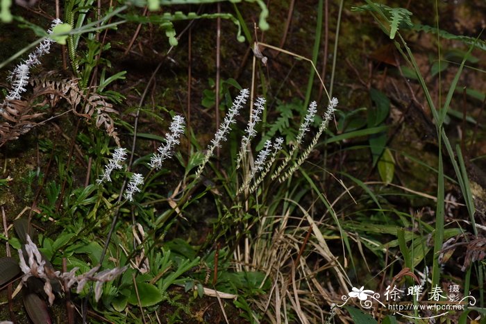 中国白丝草Chionographis chinensis