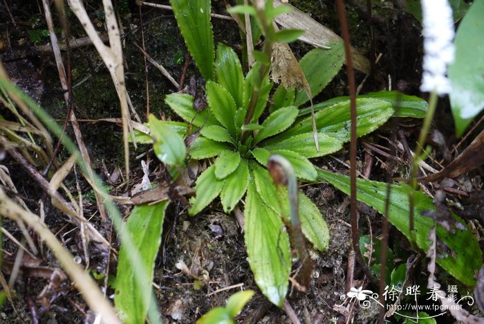 中国白丝草Chionographis chinensis