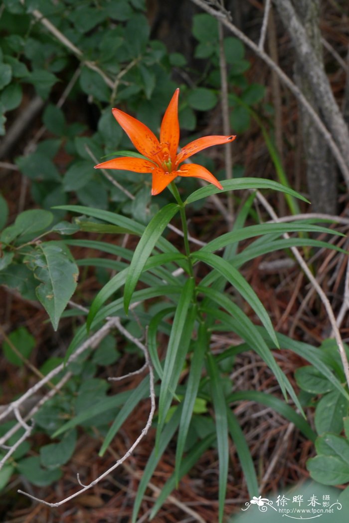 有斑百合 Lilium concolor var. pulchellum