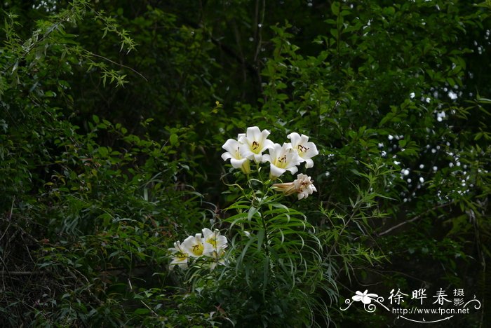 宜昌百合Lilium leucanthum