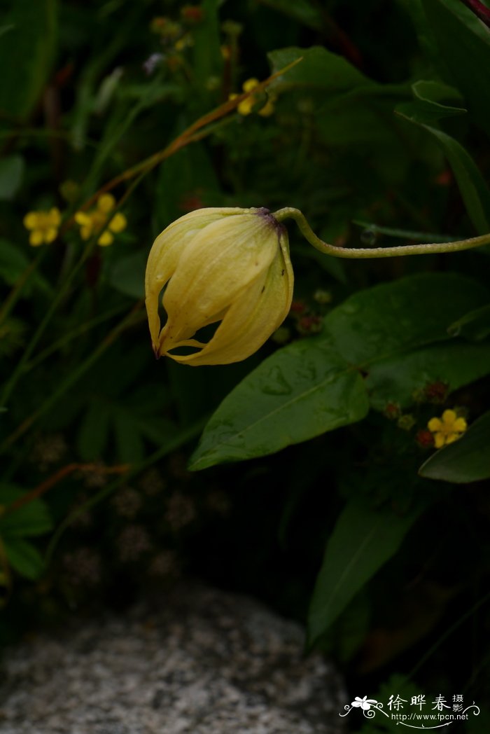 尖被百合Lilium lophophorum