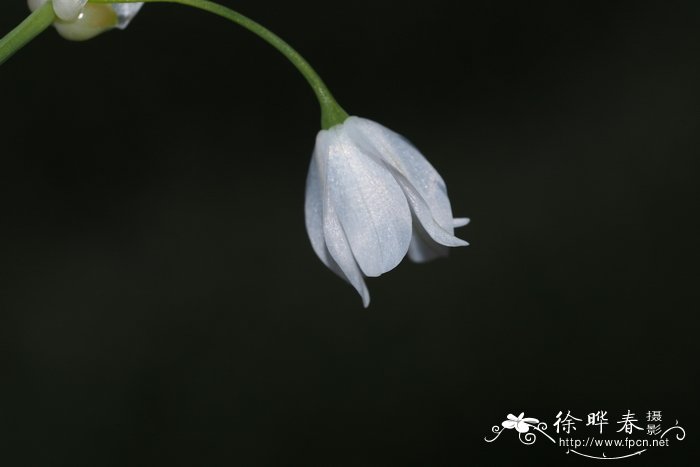 奇异韭Allium paradoxum