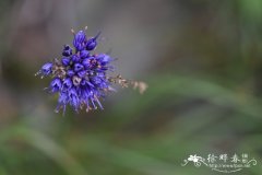 天蓝韭Allium cyaneum