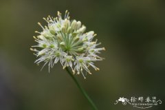 贺兰韭Allium eduardii