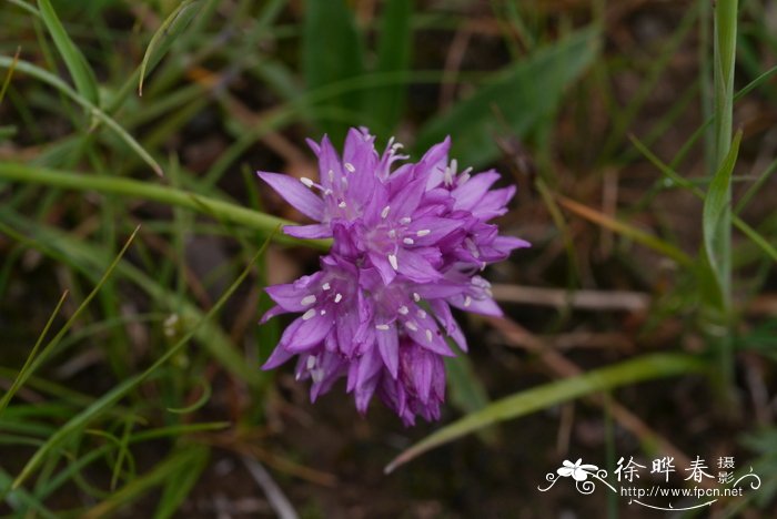 蒙古韭Allium mongolicum