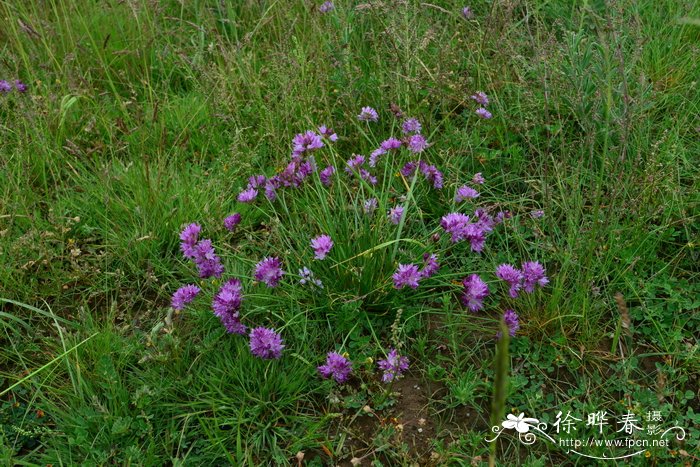 蒙古韭Allium mongolicum