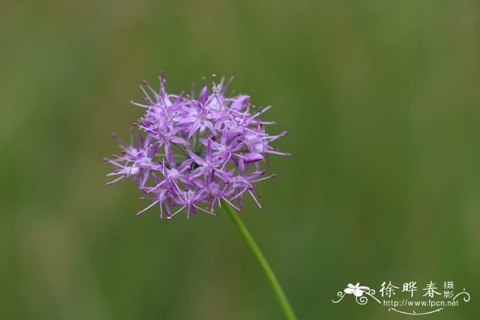 甘青韭Allium przewalskianum