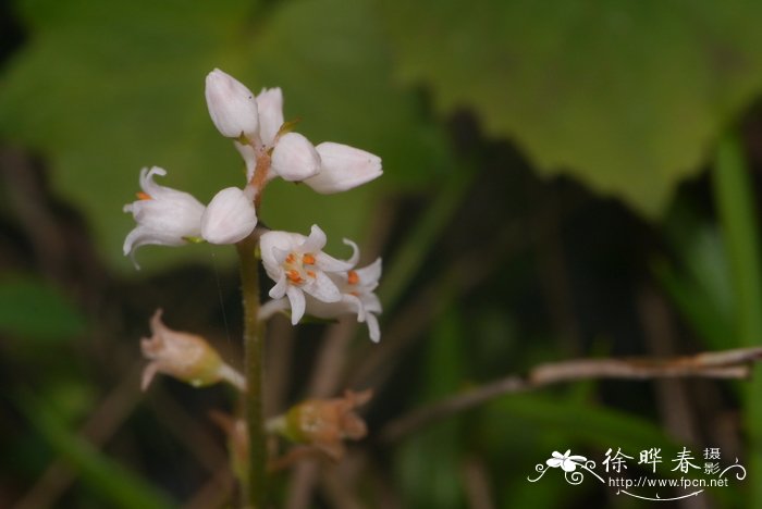 高山粉条菜Aletris alpestris