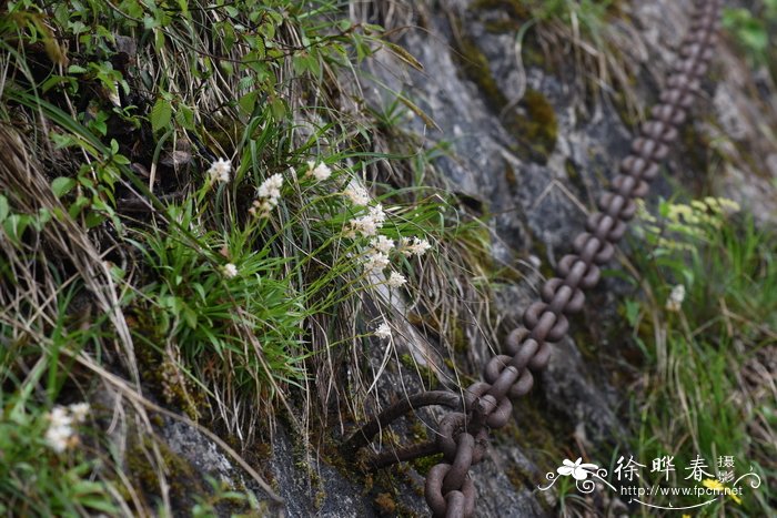 高山粉条菜Aletris alpestris