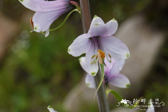 假百合Notholirion bulbuliferum