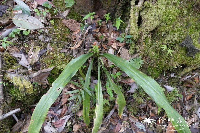 橙花开口箭Campylandra aurantiaca