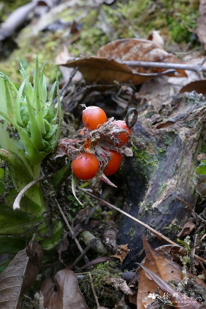 橙花开口箭Campylandra aurantiaca