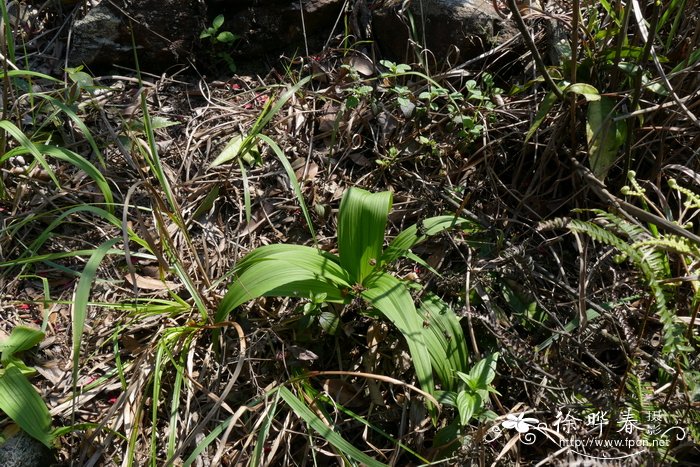 黑紫藜芦Veratrum atroviolaceum