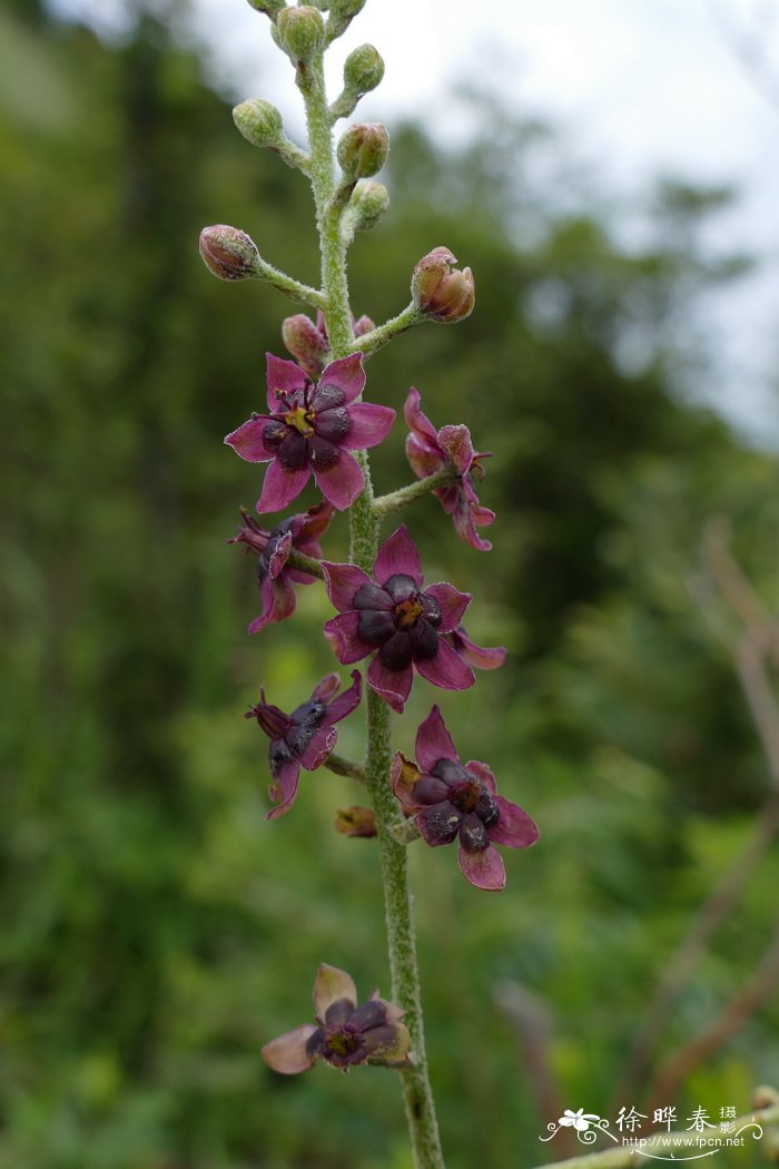 黑紫藜芦Veratrum atroviolaceum