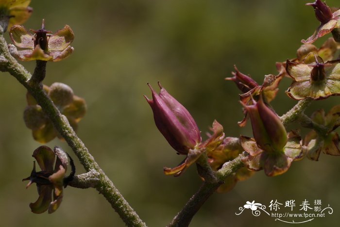 黑紫藜芦Veratrum atroviolaceum