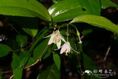 金佛山万寿竹Disporum jinfoshanense