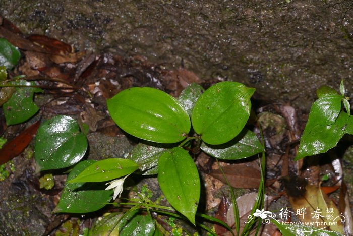 金佛山万寿竹Disporum jinfoshanense