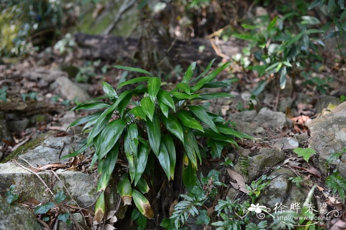 大盖球子草Peliosanthes macrostegia