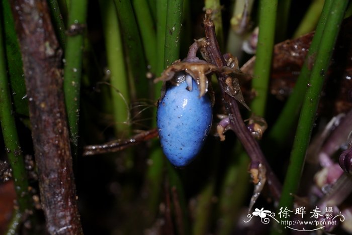 大盖球子草Peliosanthes macrostegia