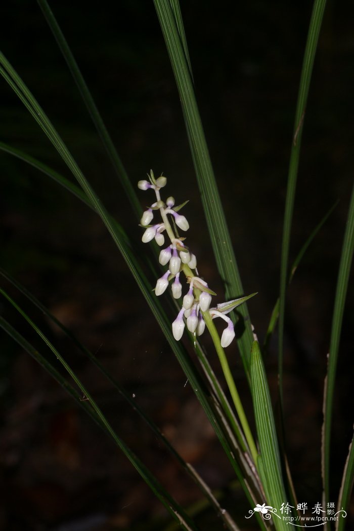 山麦冬Liriope spicata