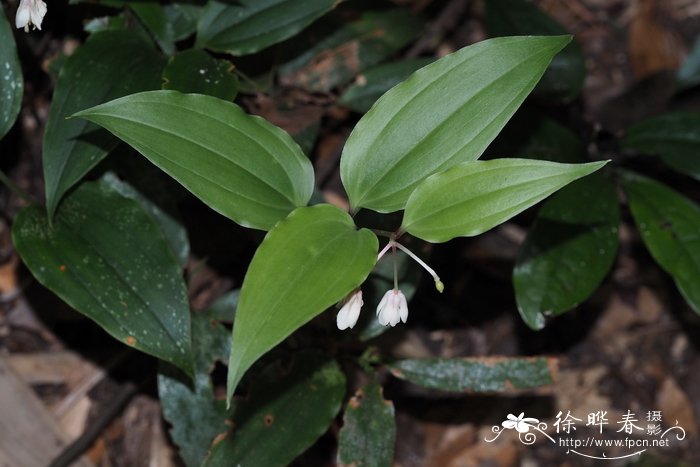 海南万寿竹Disporum hainanense