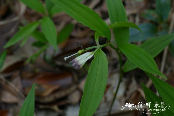 南投万寿竹Disporum nantouense