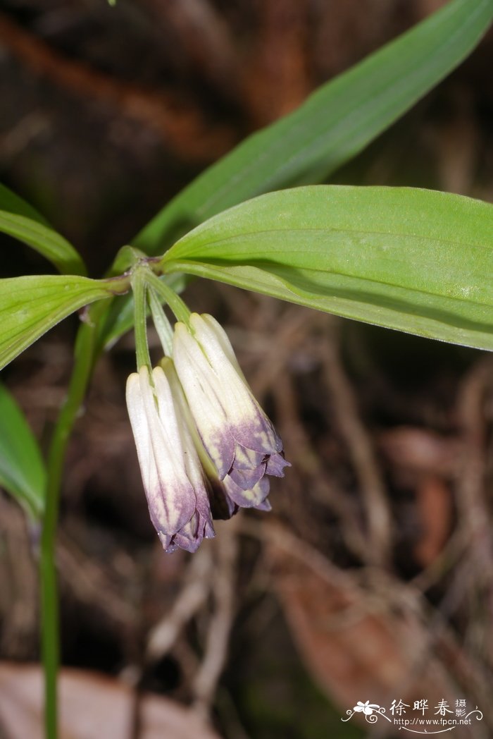 南投万寿竹Disporum nantouense