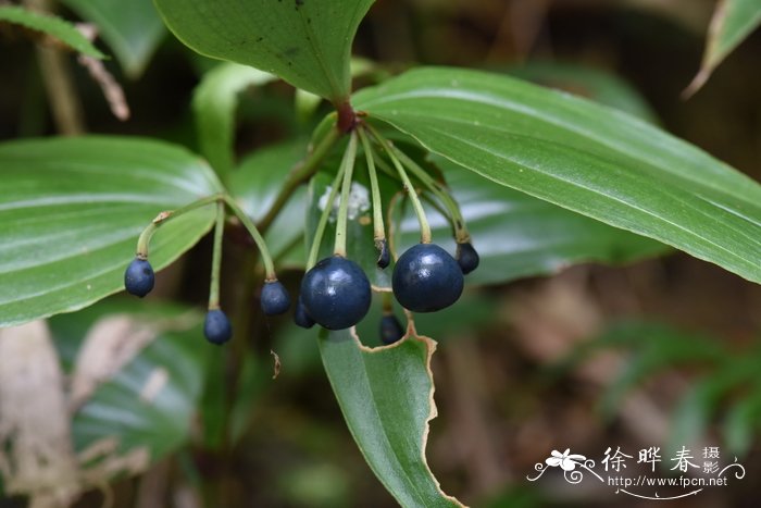 横脉万寿竹 Disporum trabeculatum