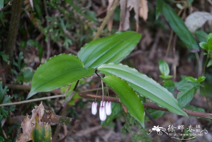 横脉万寿竹 Disporum trabeculatum