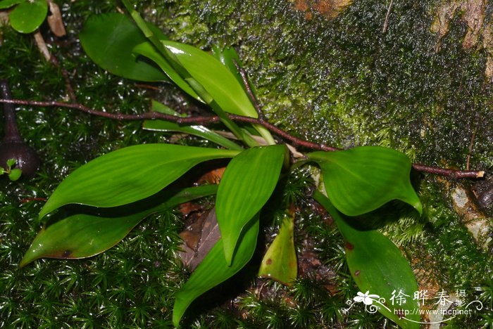 丫蕊花Ypsilandra thibetica