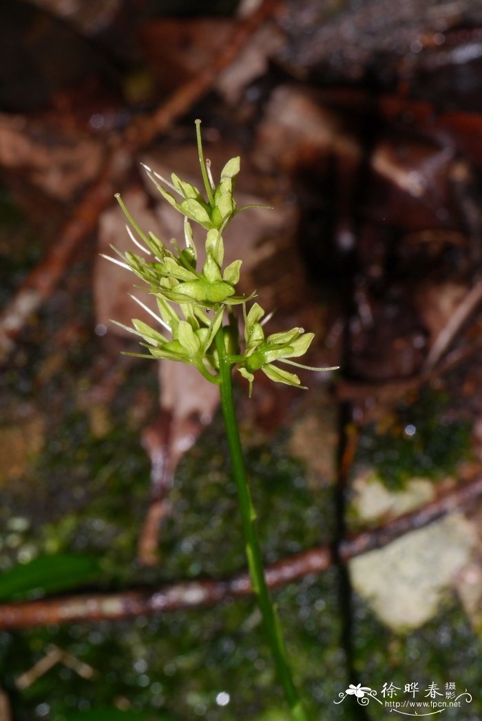 丫蕊花Ypsilandra thibetica