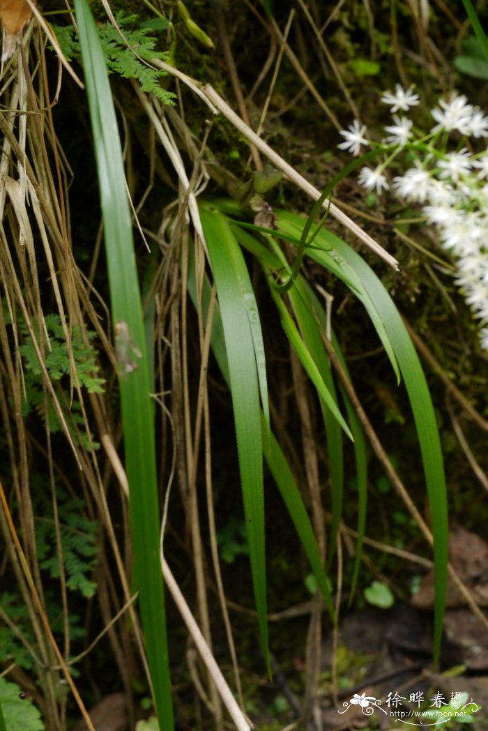 岩菖蒲Tofieldia thibetica