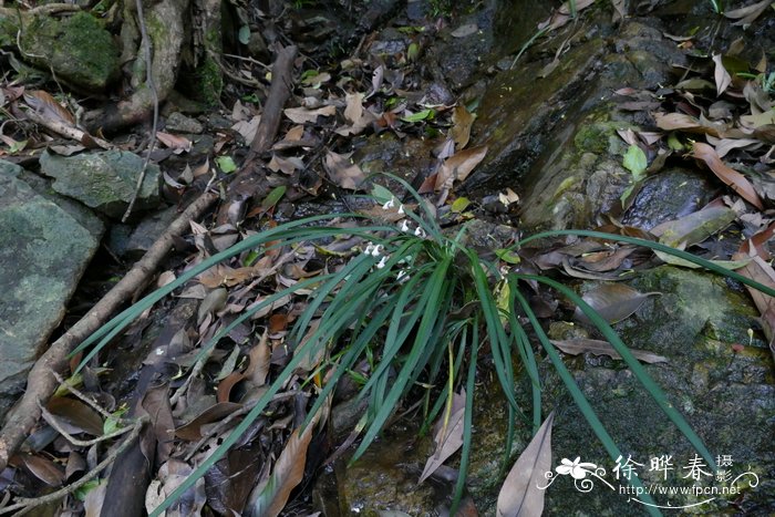 短药沿阶草Ophiopogon angustifoliatus