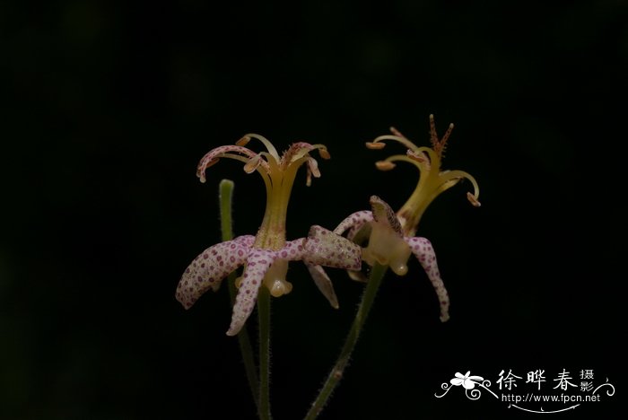 油点草Tricyrtis macropoda