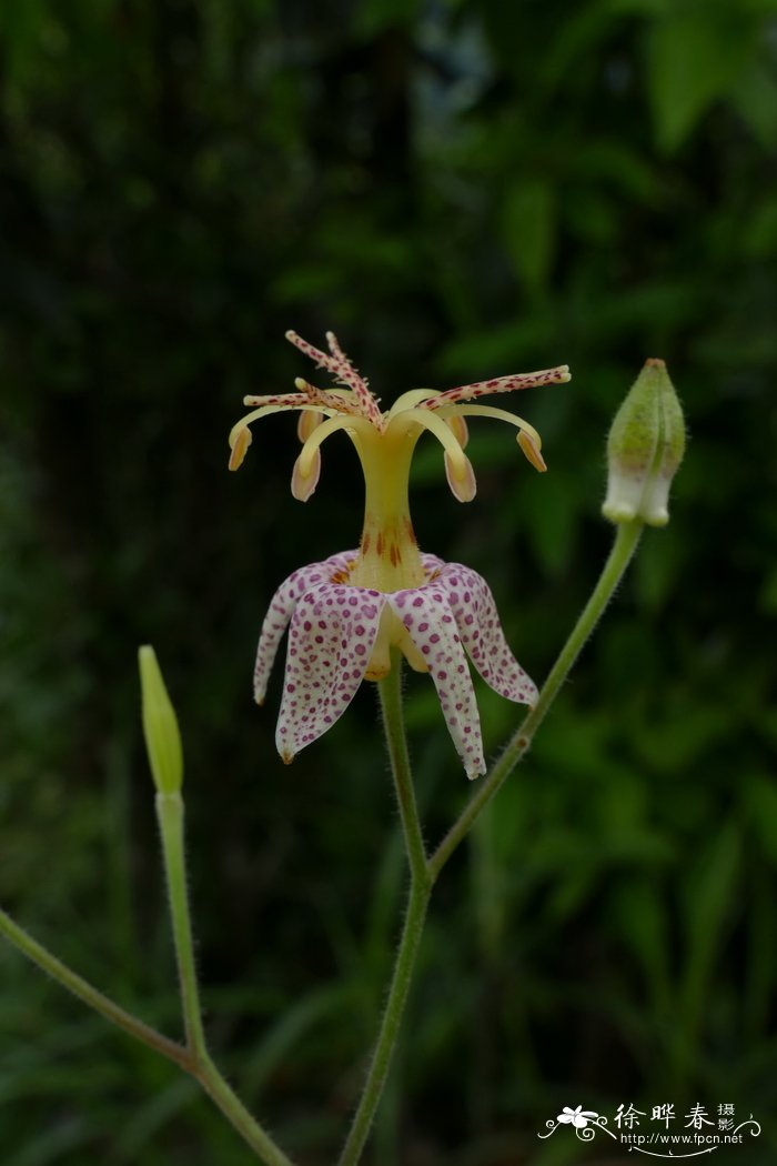 油点草Tricyrtis macropoda