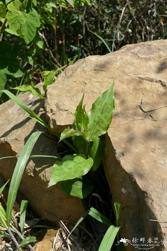 油点草Tricyrtis macropoda