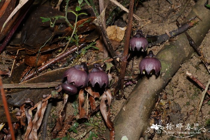 南昆山蜘蛛抱蛋Aspidistra nankunshanensis