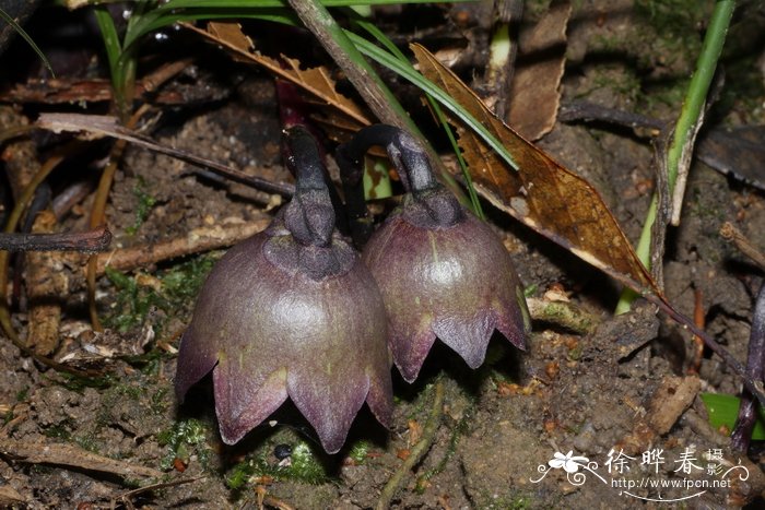 南昆山蜘蛛抱蛋Aspidistra nankunshanensis