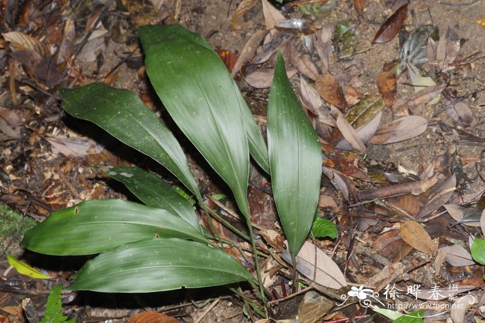 南昆山蜘蛛抱蛋Aspidistra nankunshanensis