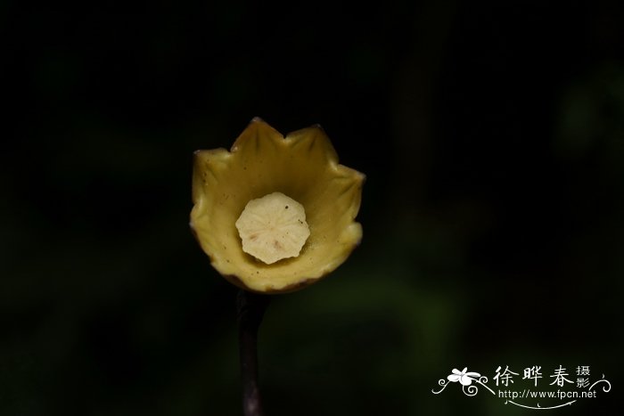 南昆山蜘蛛抱蛋Aspidistra nankunshanensis